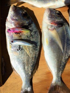 Tetra Works Yurameki  CCC0420 / Clear Glow Pink