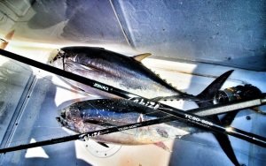 Zenaq Tobizo TC80-50G 244cm Max 80gr. Off Shore Casting Popping Olta Kamışı