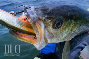 Spearhead Ryuki 70S  GSN4011 / Stream Shad