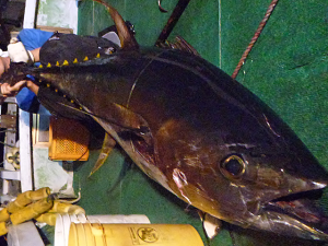 Zenaq Fokeeto FB58-6 Bull