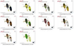 Realis Dekashinmushi CCC3233 Sunset Moth