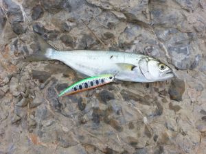 Spearhead Ryuki 80S  MCC4036 / Rainbow Trout