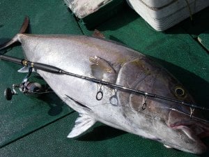 Zenaq Fokeeto FB53-12