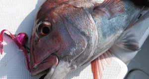 Crazee Tai Rubber Shaft C672ML 2.00mt./Max. 120gr.