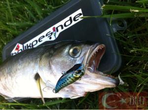 Tetra Works Pocopoco F  ADA3066 / Funky Gill DM