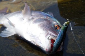 Rough Trail Malice 130 CHA0011 / Sardine