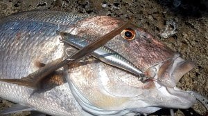 Rough Trail Malice 130 ADA3066 / Funky Gill DM