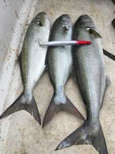 Rough Trail Hydra 175 CHA0405 Sardine Ultra