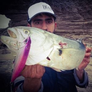 Rough Trail Aomasa 148F  GHA0404 / Magenta Black