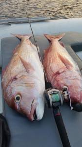 Tailwalk Elan Super Wide Power 71BL