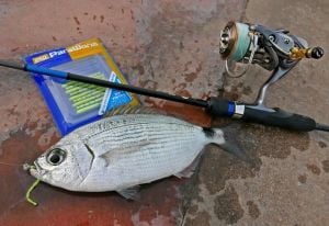 MC Para Worm PW-PINTAIL 2'' #40 Glow Chart