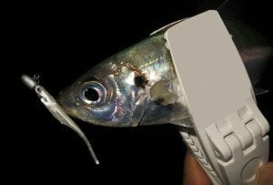 Flash J 1'' SW #145 Blue LumiNowa Silver