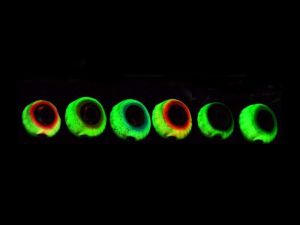 JLC Nautilus 1.0 Live Kab Canlı Yem İçin Kaburar 150gr. #4 Orange