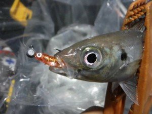 Flash J Huddle SW #134 LumiNowa Glow Silver