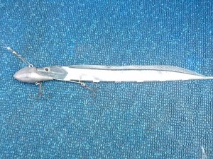 Flash J Saberl 11'' SW #04 Crystal Lame