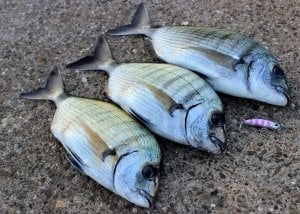 Tetra Works Yurameki  ADA0213 / Ocean Bait