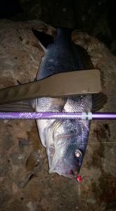 Daiichiseiko Wani Grip MC 26cm. Black