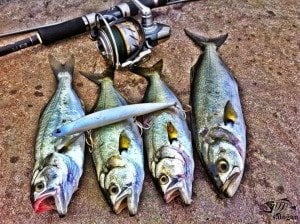 Tide Minnow Slim 140 GJN0042 / Seguro