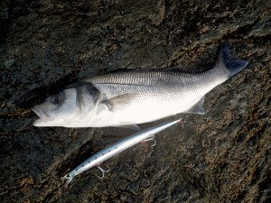 Tide Minnow Slim 200  ACC3008 / Neo Pearl