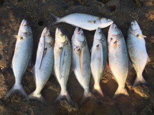 Tide Minnow Slim Flyer 175 GQA0280 / Hirame Pink II