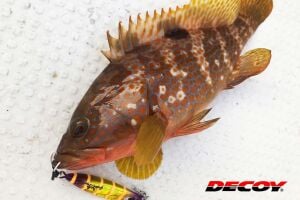 Decoy DJ-84 Super Light Çiftli Asist İğne #6 (2 Adet / Paket)