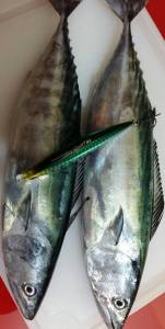 Beach Walker Axcion 95  GHA0277 / Tougoro Sardine