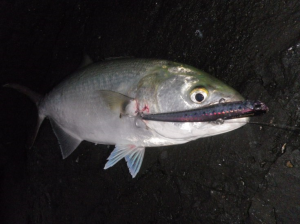 Beach Walker Vib 100  GHA0277 / Tougoro Sardine