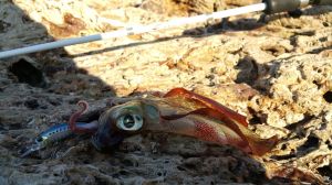 Tetra Works Toto Shad 48S  GJA0105 / Zebra Pink