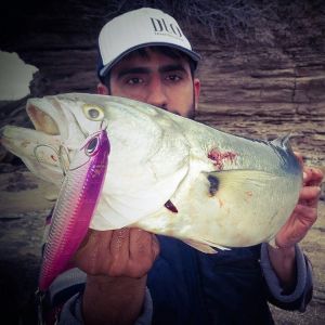 Rough Trail Aomasa 148F  ACC0804 / Mullet ND