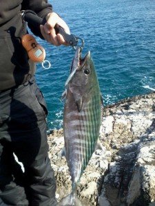 Press Bait 85  AHA0011 / Sardine