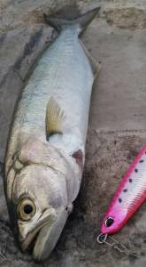 Press Bait Fusion 90  GOA0238 / Strawberry Pink