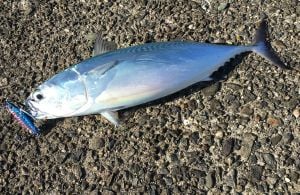 Drag Metal Cast Slim Jig 20gr. PHA0187 / Blue Pink Sardine