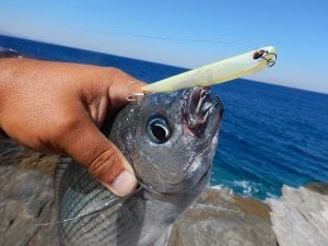 Bay Ruf Manic 95  DDN0251