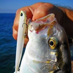 Bay Ruf Manic 95  AHA0011