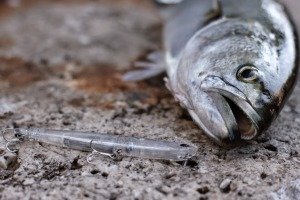 Bay Ruf Manic 75  DDN0251