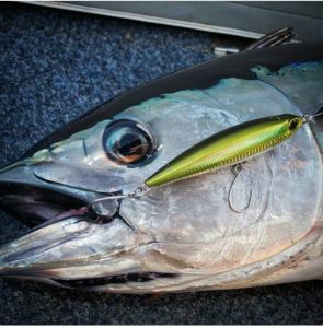 Rough Trail Aomasa 148S  GHA0144 / Yellow Tail