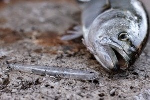 Bay Ruf Manic 75  ACC0022