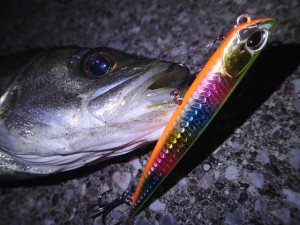 Duo Bay Ruf Manic Fish 99 AHA0011 / Sardine