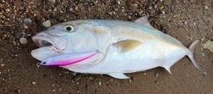 Rough Trail Aomasa 188F  GHA0114 / Clear Anchovy