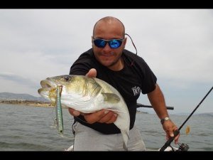 Bay Ruf Manic Fish 88  GJN0042 / Seguro