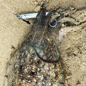 Sea Falcon Cutlass Fish Jig Mini 30gr. 02A Crash Holo Glowing Belly Red Tail