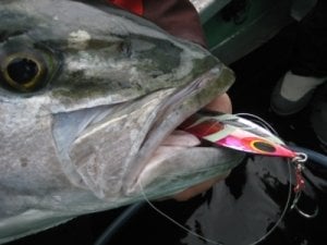 Sea Falcon Super Drain Jig 170gr. 01 Sardine