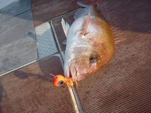 COH Kabura Slider Tai Rubber Jig 80gr. XGS