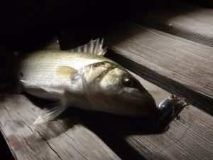 Tetra Works Toto 42S  DSH0115 / Fish Jr.