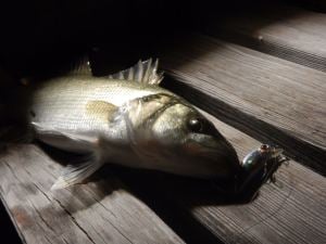 Tetra Works Toto 42S  DHH0156 / Goldfish