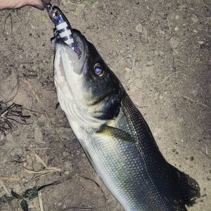 Tetra Works Toto Shad 48S  CCC0243 / Ghost Albino