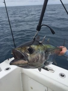 Cuda 18139 Carbob Fiber Gaff 8ft