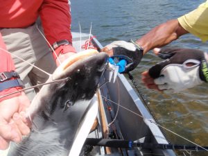 Cuda 18828 8.75'' Titatnium Nitride Bonded Needle Nose Pliers