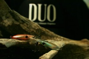 Tetra Works İkakko  CCC0460 / Hotaru Squid