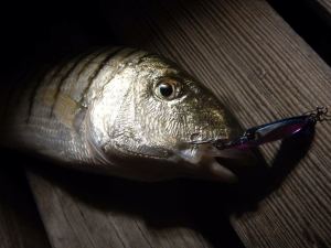 Tetra Works İkakko  CCC0460 / Hotaru Squid